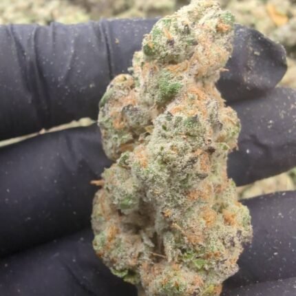 Gelato 41