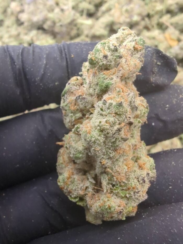 Gelato 41