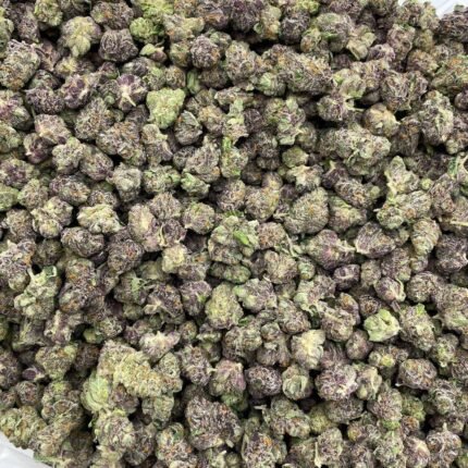 Gelato 41 strain