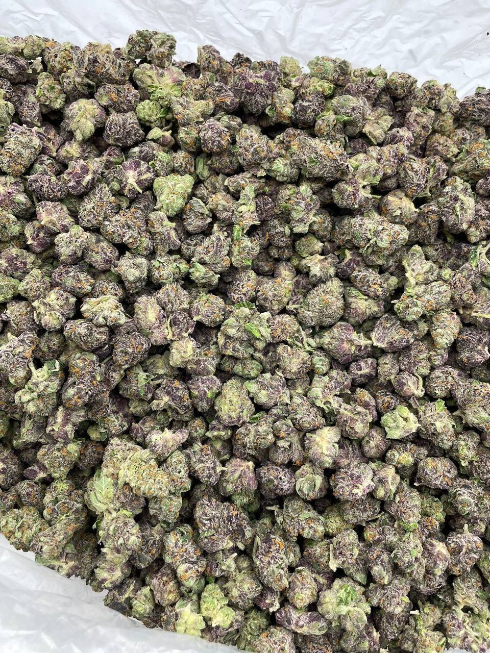 WhatsApp Image 2025-08-04 at 15.37.09_9642f91b Gelato 41 strain