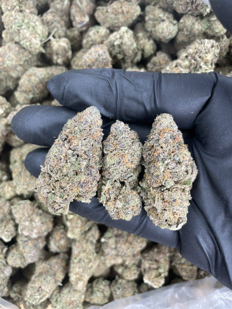 WhatsApp Image 2025-08-04 at 15.37.44_d2ccf549 Granddaddy Purple