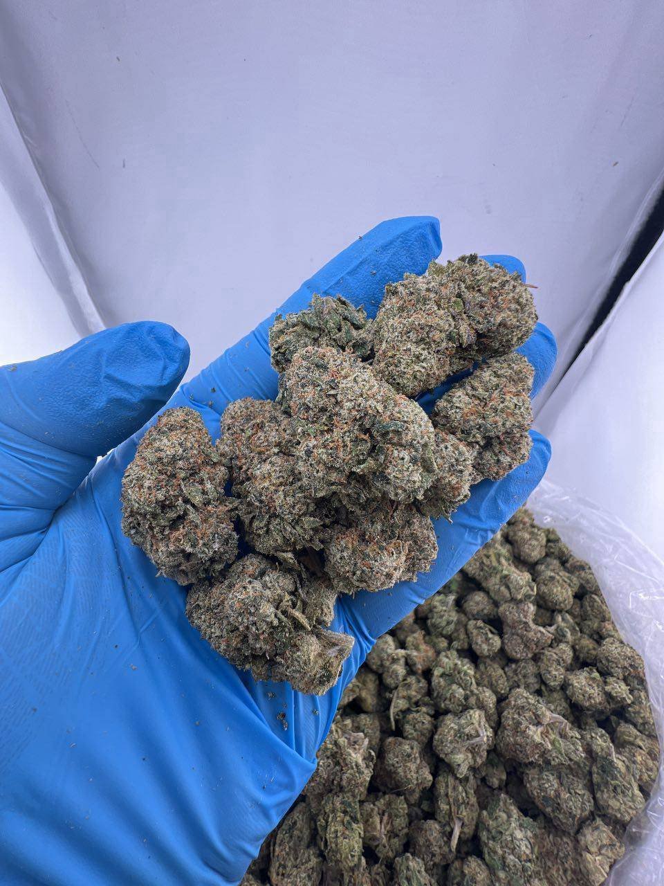 WhatsApp Image 2025-08-04 at 15.37.59_7caa579d Candy runtz strain