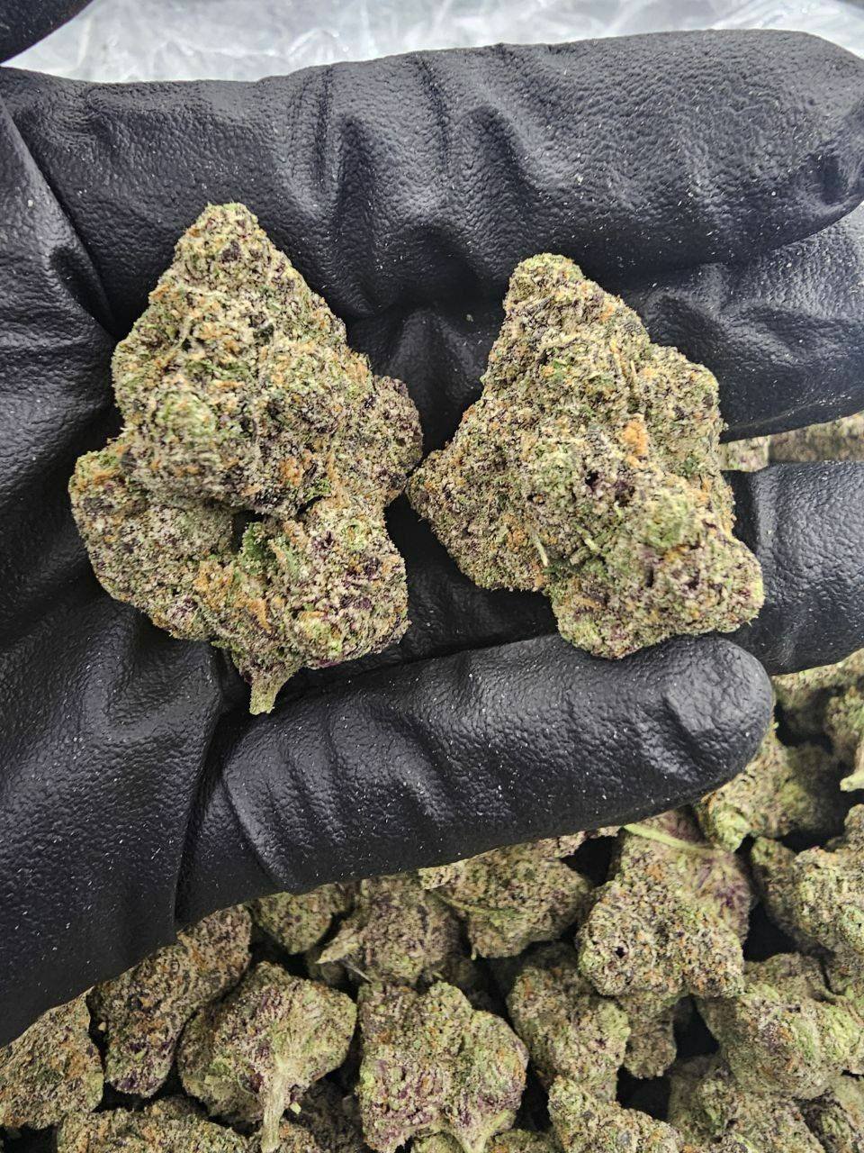 WhatsApp Image 2025-08-04 at 15.38.36_9bb05110 Candy rain strain