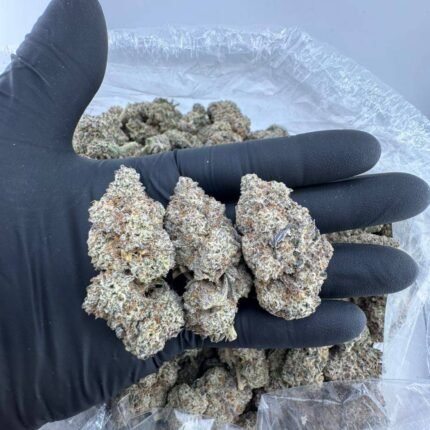 Gelato 41