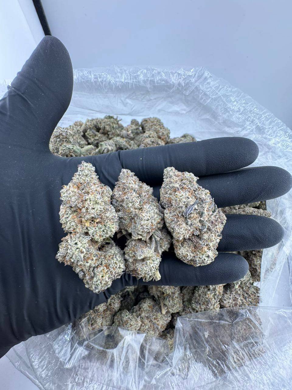 WhatsApp Image 2025-08-04 at 15.39.57_aed81bff Gelato 41