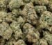 Colombian Gold Strain product image